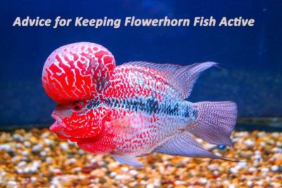 Advice for Keeping Flowerhorn Fish Active