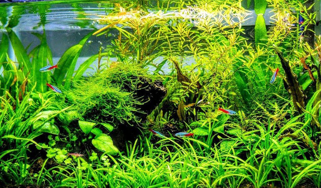 aquarium light basics