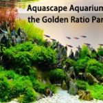 Aquascape Aquarium and the Golden Ratio Part One