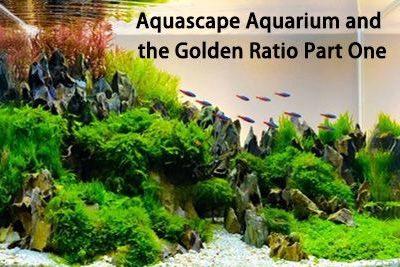 Aquascape Aquarium and the Golden Ratio Part One