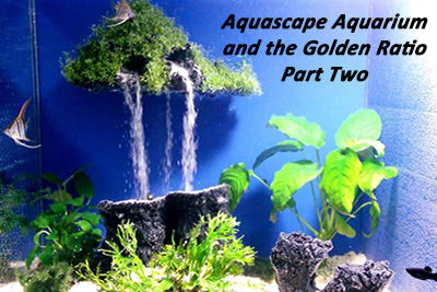 Aquascape Aquarium and the Golden Ratio Part Two