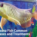 Arowana Fish Common Diseases and Treatments
