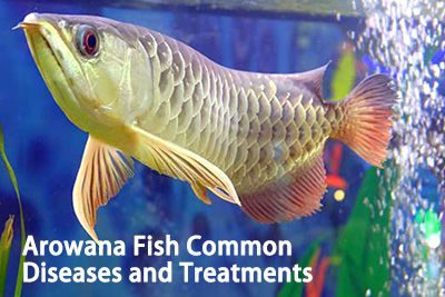 Arowana Fish Common Diseases and Treatments