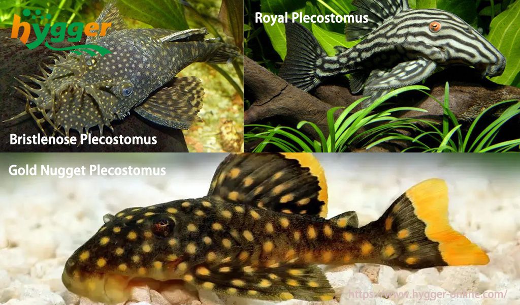 do plecos eat fish 