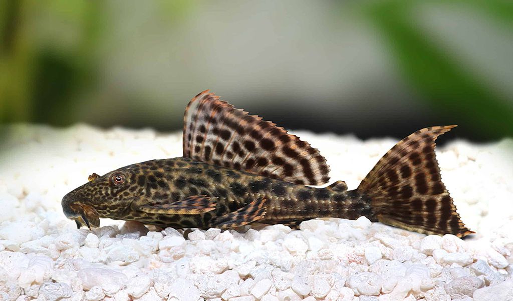 plecos fish