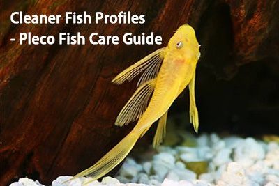 Cleaner Fish Profiles – Pleco Fish Care Guide