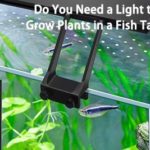 Do You Need a Light to Grow Plants in a Fish Tank