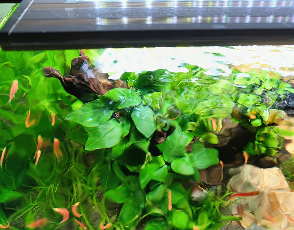 light for planted tanks