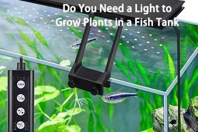 Do You Need a Light to Grow Plants in a Fish Tank