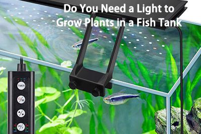 light to grow plants