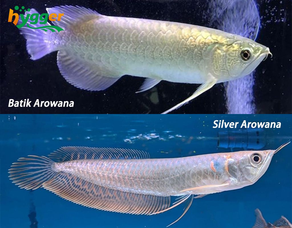 Arowana clearance tank decoration