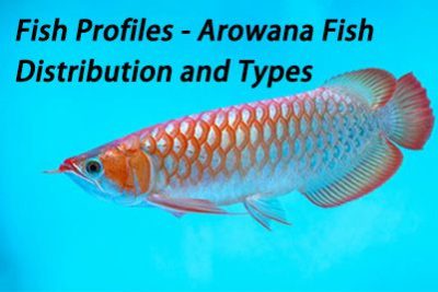 Fish Profiles – Arowana Fish Distribution and Types