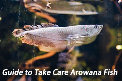 Guide How to Take Care Arowana Fish hygger