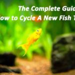 The Complete Guide of How to Cycle A New Fish Tank