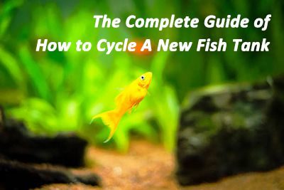 The Complete Guide of How to Cycle A New Fish Tank