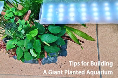 Tips for Building A Giant Planted Aquarium
