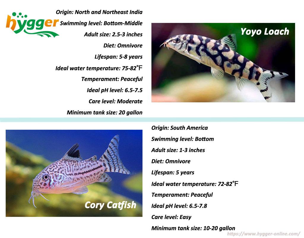 Top 10 Bottom Feeder Fish For Freshwater Tank - hygger