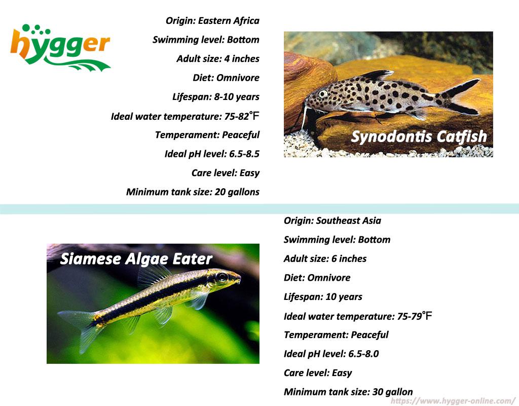 Top 10 Bottom Feeder Fish For Freshwater Tank - hygger