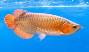 Top 10 Most Aggressive Fish in Freshwater Aquarium - hygger