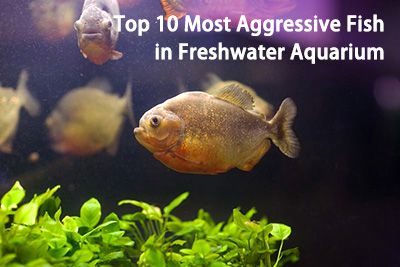 Top 10 Most Aggressive Fish in Freshwater Aquarium