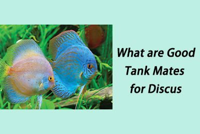 What are Good Tank Mates for Discus