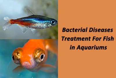 Bacterial Diseases Treatment For Fish in Aquariums