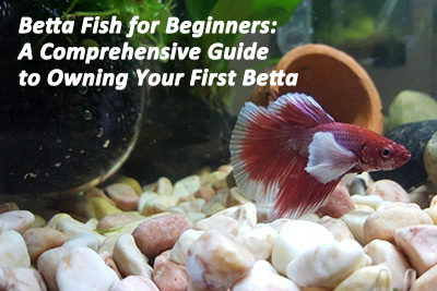 Betta Fish for Beginners: A Comprehensive Guide to Owning Your First Betta