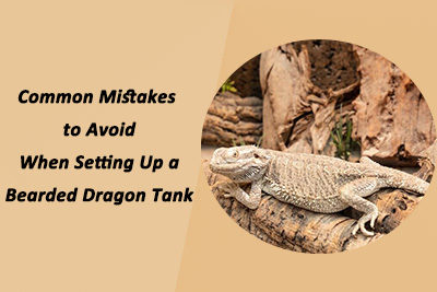 Common Mistakes to Avoid When Setting Up a Bearded Dragon Tank