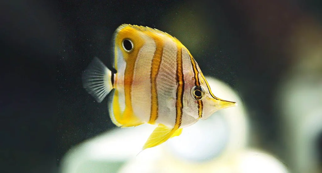 Copperband butterflyfish