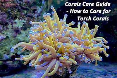 Corals Care Guide – How to Care for Torch Corals