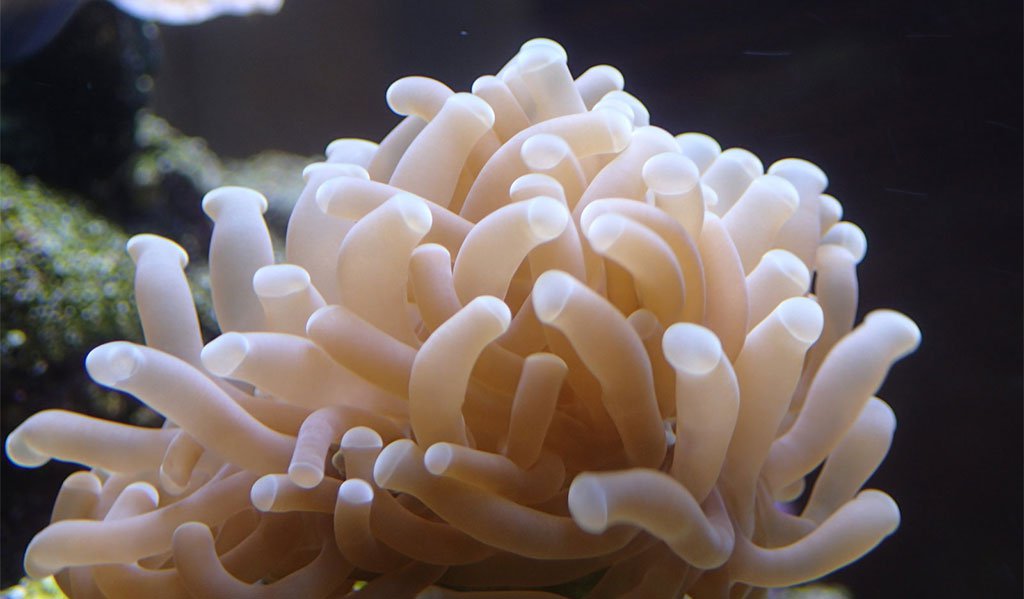 corals care guide