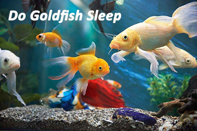 Do Goldfish Sleep