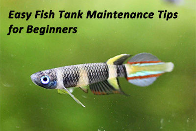 Easy Fish Tank Maintenance Tips for Beginners