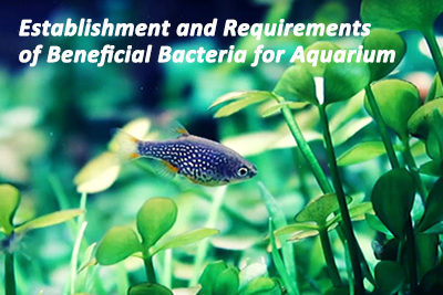Establishment and Requirements of Beneficial Bacteria for Aquarium