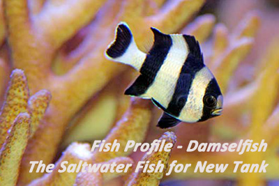 Damselfish