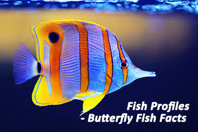 Fish Profiles – Butterfly Fish Facts