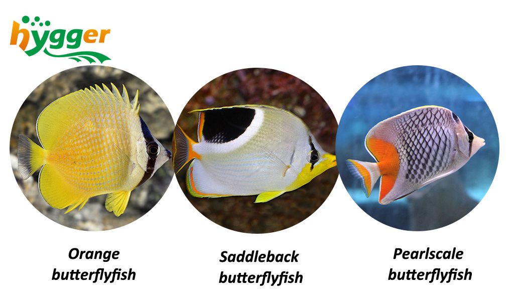 saltwater butterfly fish