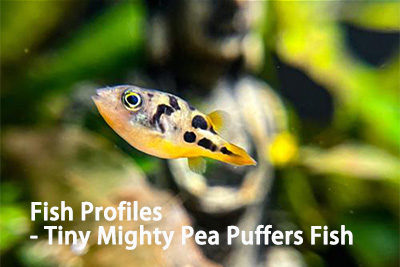 Fish Profiles – Tiny Mighty Pea Puffers Fish
