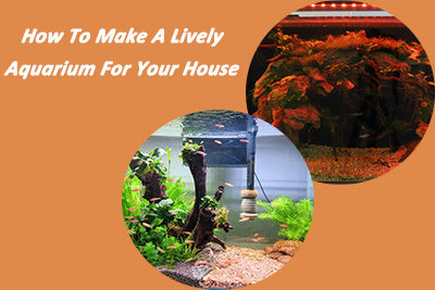 How To Make A Lively Aquarium For Your House