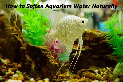 How to Soften Aquarium Water Naturally