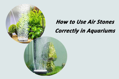 How to Use Air Stones Correctly in Aquariums