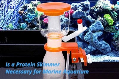 Is a Protein Skimmer Necessary for Marine Aquarium