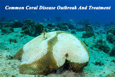 Common Coral Disease Outbreak And Treatment