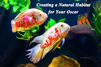 Creating a Natural Habitat for Your Oscar: Mimicking the Amazon River Basin