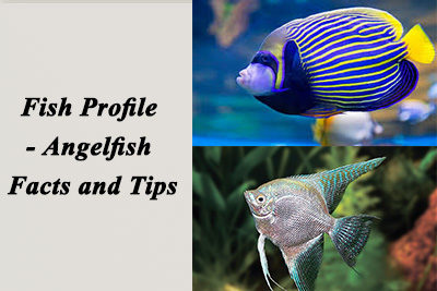 Fish Profile – Angelfish Facts and Tips