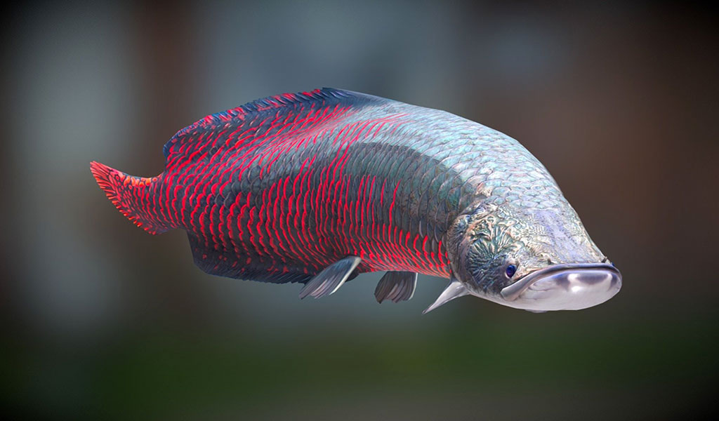 arapaima gigas