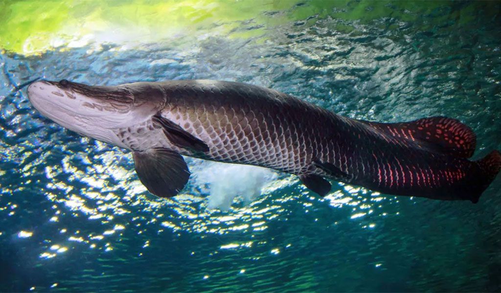 what does arapaima eat