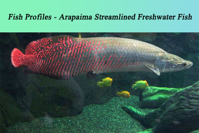 Fish Profiles – Arapaima Streamlined Freshwater Fish