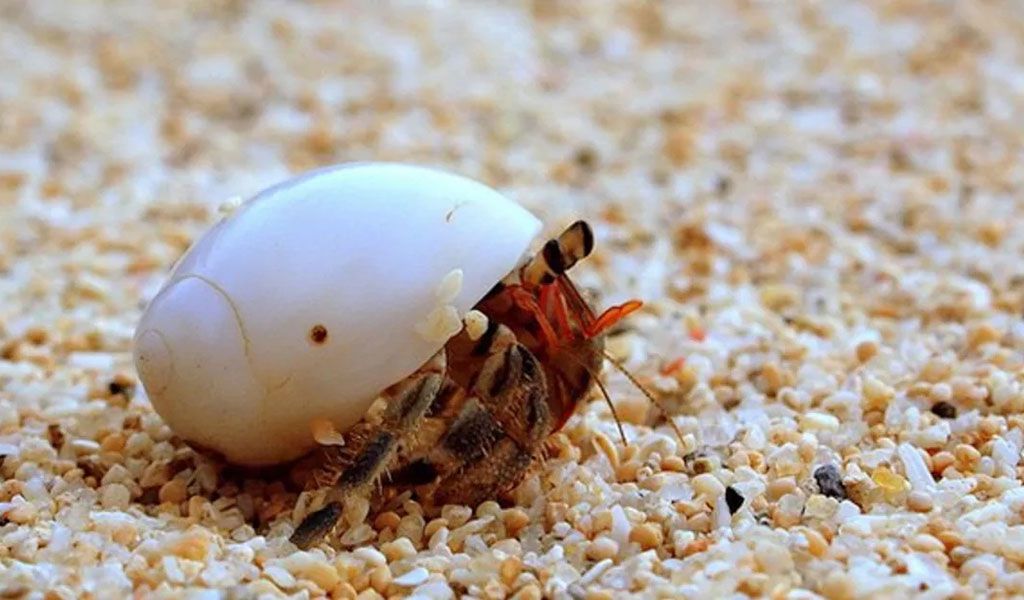 hermit crab tank size