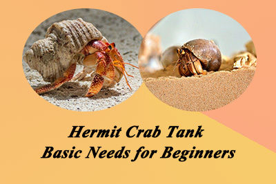 Hermit Crab Tank Basic Needs for Beginners